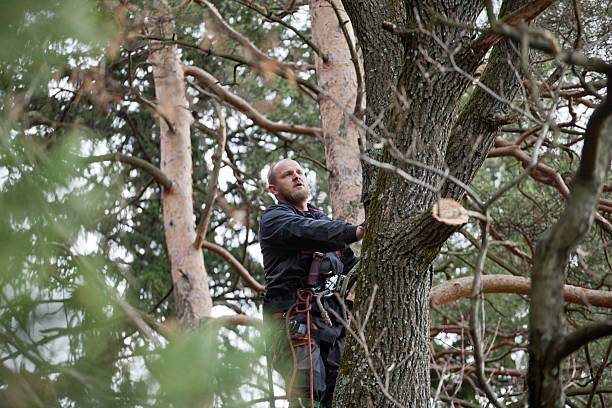 Best Emergency Tree Removal  in Wayne, MI